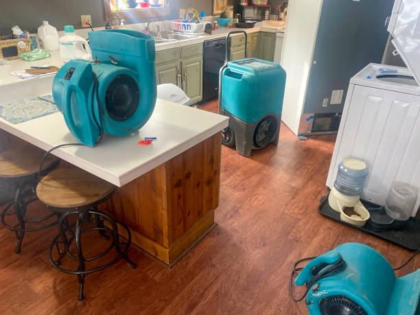 Best Mold removal after water damage  in Somerset, MD