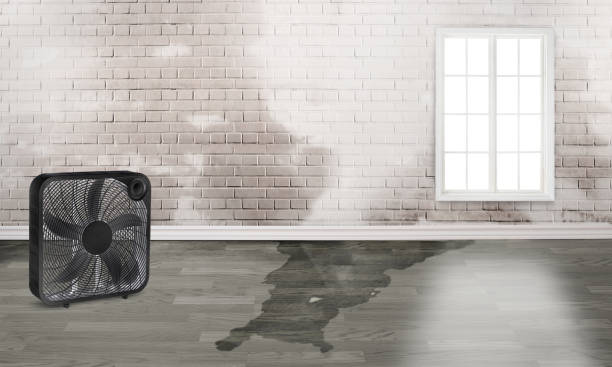 Best Professional water damage repair  in Somerset, MD