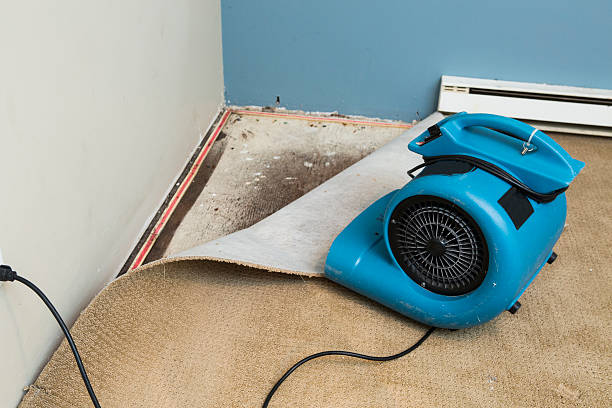 Best Mold removal after water damage  in Somerset, MD